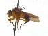  ( - TLW382)  @11 [ ] Copyright (2015) J.E. O'Hara Canadian National Collection of Insects