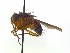  ( - TLW383)  @11 [ ] Copyright (2015) J.E. O'Hara Canadian National Collection of Insects