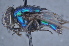  (Lucilia sp. 077TW-06 - TLW460)  @12 [ ] Copyright (2011) Terry Whitworth Washington State University