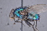  (Lucilia sp. 077TW-maybe - TLW461)  @11 [ ] Copyright (2011) Terry Whitworth Washington State University
