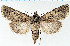  (Agrotis altivagans - F.93143)  @11 [ ] CreativeCommons  Attribution Non-Commercial Share-Alike (2022) Unspecified University of Oulu