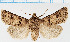  (Agrotis humigena - F.94371)  @11 [ ] CreativeCommons  Attribution Non-Commercial Share-Alike (2022) Unspecified University of Oulu