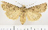  (Agrotis submolesta - F.95737)  @11 [ ] CreativeCommons  Attribution Non-Commercial Share-Alike (2022) Unspecified Finnish Museum of Natural History