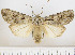  (Agrotis militaris - F.96226)  @11 [ ] CreativeCommons  Attribution Non-Commercial Share-Alike (2022) Unspecified Finnish Museum of Natural History