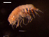  (Amphilochus manudens - MT03258)  @13 [ ] CreativeCommons - Attribution Non-Commercial Share-Alike (2012) Michael Raupach DZMB / Senckenberg am Meer