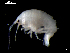  ( - MT03944)  @13 [ ] CreativeCommons - Attribution Non-Commercial Share-Alike (2014) Unspecified Deutsce Zentrum fuer Marine Biodiversitaetsforschung