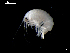  ( - MT03946)  @13 [ ] CreativeCommons - Attribution Non-Commercial Share-Alike (2014) Unspecified Deutsce Zentrum fuer Marine Biodiversitaetsforschung