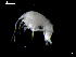  ( - MT03947)  @13 [ ] CreativeCommons - Attribution Non-Commercial Share-Alike (2014) Unspecified Deutsce Zentrum fuer Marine Biodiversitaetsforschung