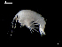  ( - MT03950)  @13 [ ] CreativeCommons - Attribution Non-Commercial Share-Alike (2014) Unspecified Deutsce Zentrum fuer Marine Biodiversitaetsforschung