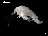  ( - MT03951)  @13 [ ] CreativeCommons - Attribution Non-Commercial Share-Alike (2014) Unspecified Deutsce Zentrum fuer Marine Biodiversitaetsforschung