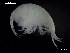  ( - MT03958)  @13 [ ] CreativeCommons - Attribution Non-Commercial Share-Alike (2014) Unspecified Deutsce Zentrum fuer Marine Biodiversitaetsforschung