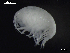  (Stenothoidae - MT03961)  @13 [ ] CreativeCommons - Attribution Non-Commercial Share-Alike (2014) Unspecified Deutsce Zentrum fuer Marine Biodiversitaetsforschung