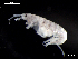  ( - MT03973)  @13 [ ] CreativeCommons - Attribution Non-Commercial Share-Alike (2014) Unspecified Deutsce Zentrum fuer Marine Biodiversitaetsforschung