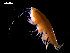  ( - MT04307)  @11 [ ] CreativeCommons - Attribution Non-Commercial Share-Alike (2012) Michael Raupach DZMB / Senckenberg am Meer
