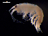  (Nototropis swammerdamei - MT04308)  @11 [ ] CreativeCommons - Attribution Non-Commercial Share-Alike (2012) Michael Raupach DZMB / Senckenberg am Meer