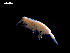  ( - MT04336)  @11 [ ] CreativeCommons - Attribution Non-Commercial Share-Alike (2012) Michael Raupach DZMB / Senckenberg am Meer