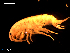  (Gammarus duebeni - MT08908)  @13 [ ] CreativeCommons - Attribution Non-Commercial Share-Alike (2014) Michael Raupach Deutsche Zentrum fuer Marine Biodiversitaetsforschung