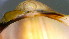  ( - BNSB0130)  @11 [ ] CreativeCommons  Attribution
Non-Commercial Share-Alike (2022) Carolin Uhlir German Centre for Marine Biodiversity Research, Senckenberg am Meer