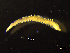  ( - BNSB0028)  @11 [ ] CreativeCommons  Attribution
Non-Commercial Share-Alike (2022) Wiebke Stamerjohanns German Centre for Marine Biodiversity Research, Senckenberg am Meer
