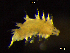  ( - BNSB0030)  @11 [ ] CreativeCommons  Attribution
Non-Commercial Share-Alike (2022) Wiebke Stamerjohanns German Centre for Marine Biodiversity Research, Senckenberg am Meer