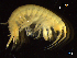  ( - BNSB0054)  @11 [ ] CreativeCommons  Attribution
Non-Commercial Share-Alike (2022) Wiebke Stamerjohanns German Centre for Marine Biodiversity Research, Senckenberg am Meer