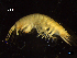  ( - BNSB0055)  @11 [ ] CreativeCommons  Attribution
Non-Commercial Share-Alike (2022) Wiebke Stamerjohanns German Centre for Marine Biodiversity Research, Senckenberg am Meer