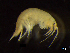  ( - BNSB0041)  @11 [ ] CreativeCommons  Attribution
Non-Commercial Share-Alike (2022) Wiebke Stamerjohanns German Centre for Marine Biodiversity Research, Senckenberg am Meer