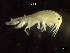 ( - BNSB0059)  @11 [ ] CreativeCommons  Attribution
Non-Commercial Share-Alike (2022) Wiebke Stamerjohanns German Centre for Marine Biodiversity Research, Senckenberg am Meer