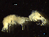  ( - BNSB0060)  @11 [ ] CreativeCommons  Attribution
Non-Commercial Share-Alike (2022) Wiebke Stamerjohanns German Centre for Marine Biodiversity Research, Senckenberg am Meer
