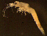  (Schistomysis ornata - MT03902)  @11 [ ] CreativeCommons - Attribution Non-Commercial Share-Alike (2011) Inga Mohrbeck DZMB