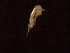  (Corycaeidae - MT03917)  @13 [ ] CreativeCommons - Attribution Non-Commercial Share-Alike (2011) Inga Mohrbeck DZMB