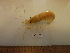  ( - MT05466)  @12 [ ] CreativeCommons - Attribution Non-Commercial Share-Alike (2014) Unspecified Deutsches Zentrum fuer Marine Biodiversitaetsforschung