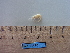  ( - MT08560)  @12 [ ] CreativeCommons - Attribution Non-Commercial Share-Alike (2014) Unspecified Deutsche Zentrum fuer Marine Biodiversitaetforschung