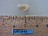  (Palaemon varians - MT08561)  @13 [ ] CreativeCommons - Attribution Non-Commercial Share-Alike (2014) Unspecified Deutsche Zentrum fuer Marine Biodiversitaetforschung