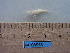  ( - MT08565)  @12 [ ] CreativeCommons - Attribution Non-Commercial Share-Alike (2014) Unspecified Deutsche Zentrum fuer Marine Biodiversitaetforschung
