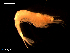  ( - MT08576)  @12 [ ] CreativeCommons - Attribution Non-Commercial Share-Alike (2014) Unspecified Deutsche Zentrum fuer Marine Biodiversitaetforschung