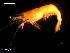  (Palaemon serratus - MT08582)  @12 [ ] CreativeCommons - Attribution Non-Commercial Share-Alike (2014) Michael Raupach Deutsche Zentrum fuer Marine Biodiversitaetsforschung