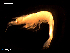  ( - MT08583)  @12 [ ] CreativeCommons - Attribution Non-Commercial Share-Alike (2014) Michael Raupach Deutsche Zentrum fuer Marine Biodiversitaetsforschung