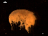  ( - MT06716)  @14 [ ] CreativeCommons - Attribution Share-Alike (2014) Michael Raupach DZMB / Senckenberg am Meer