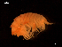  (Epimeria cornigera - MT06717)  @14 [ ] CreativeCommons - Attribution Share-Alike (2014) Michael Raupach DZMB / Senckenberg am Meer