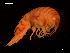  ( - MT06718)  @14 [ ] CreativeCommons - Attribution Share-Alike (2014) Michael Raupach DZMB / Senckenberg am Meer