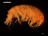  ( - MT06760)  @14 [ ] CreativeCommons - Attribution Share-Alike (2014) Michael Raupach DZMB / Senckenberg am Meer