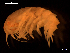  ( - MT06791)  @14 [ ] CreativeCommons - Attribution Share-Alike (2014) Michael Raupach DZMB / Senckenberg am Meer