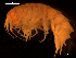  ( - MT07105)  @14 [ ] CreativeCommons - Attribution Share-Alike (2014) Michael Raupach DZMB / Senckenberg am Meer