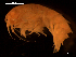  ( - MT07109)  @14 [ ] CreativeCommons - Attribution Share-Alike (2014) Michael Raupach DZMB / Senckenberg am Meer