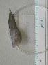  ( - MT04200)  @12 [ ] Unspecified (default): All Rights Reserved (2013) Thomas Knebelsberger Deutsches Zentrum fuer Marine Biodiversitaetsforschung