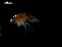  (Eurydice pulchra - MT03144)  @12 [ ] CreativeCommons - Attribution Non-Commercial Share-Alike (2014) Unspecified Deutsches Zentrum fuer Marine Biodiversitaetsforschung