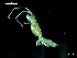  ( - MT06740)  @11 [ ] CreativeCommons - Attribution Non-Commercial Share-Alike (2014) Unspecified Deutsches Zentrum fuer Marine Biodiversitaetsforschung
