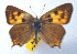  ( - CSU-CPG-LEP 1631)  @11 [ ] CreativeCommons - Attribution Share-Alike (2012) Paul A. Opler Paul and Evi Nature Photography