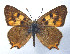  ( - CSU-CPG-LEP 1632)  @11 [ ] CreativeCommons - Attribution Share-Alike (2012) Paul A. Opler Paul and Evi Nature Photography